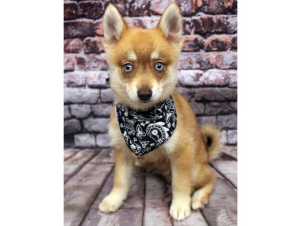 Pomsky DOG Male Red & White - Blue eyes 16361 Petland Wichita, Kansas