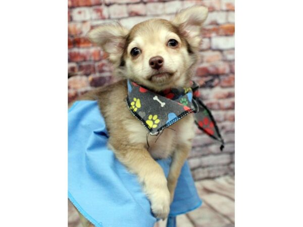 Chihuahua-DOG-Male-Long Hair - Chocolate Sable-16359-Petland Wichita, Kansas