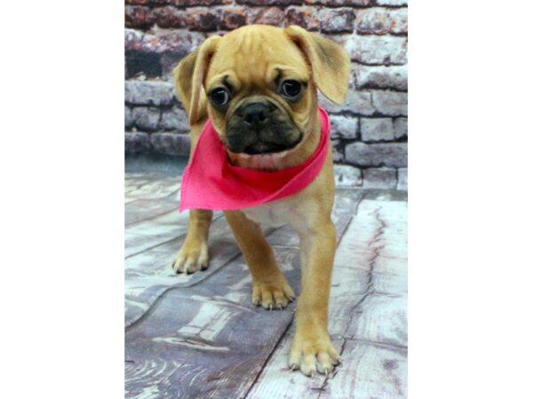 Pug Puggle-DOG-Female-Fawn-16357-Petland Wichita, Kansas