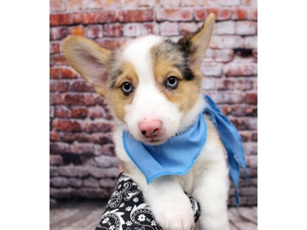 Pembroke Welsh Corgi DOG Male Blue Merle - Blue Eyes 16353 Petland Wichita, Kansas