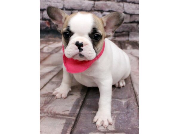 French Bulldog-DOG-Female-Fawn Piebald / Black Mask-16351-Petland Wichita, Kansas