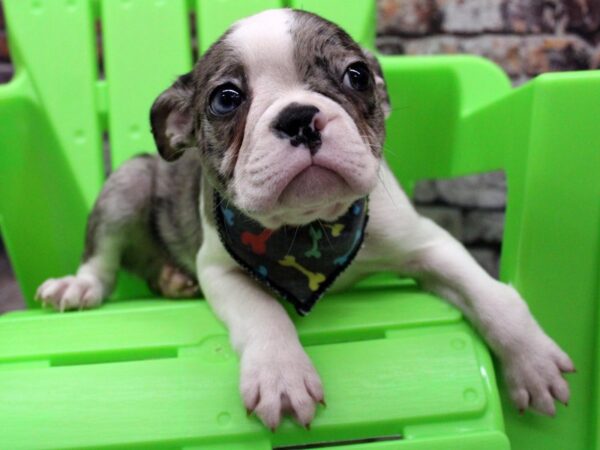 Boston Terrier-DOG-Male-Blue Merle-16349-Petland Wichita, Kansas