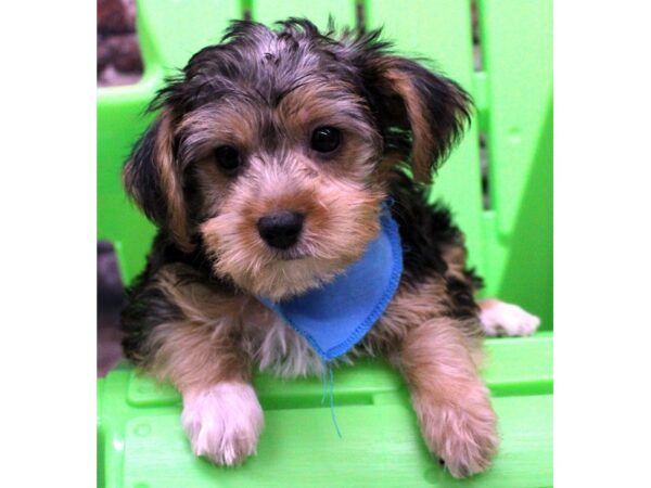 Toy YorkiePoo-DOG-Male-Black Tri-16347-Petland Wichita, Kansas