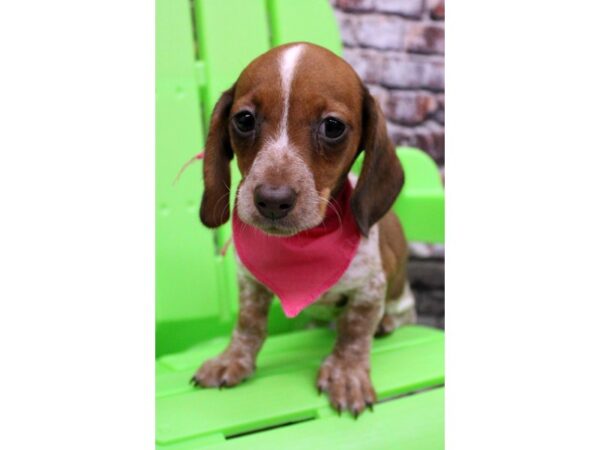 Miniature Dachshund DOG Female Smooth Coat - Red Pibald 16362 Petland Wichita, Kansas