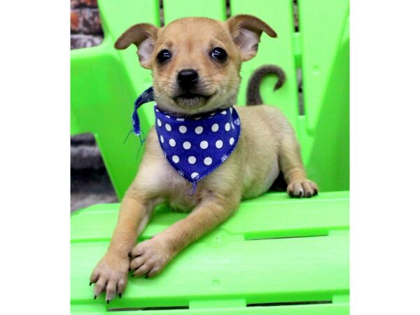 Chihuahua-DOG-Male-Smooth Coat - Fawn-16360-Petland Wichita, Kansas