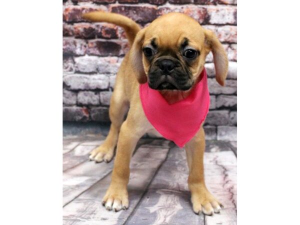 Pug Puggle DOG Female Fawn 16358 Petland Wichita, Kansas