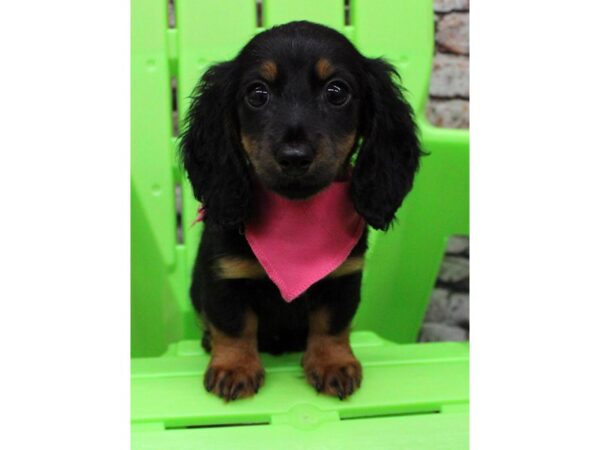 Miniature Dachshund DOG Female Long Hair- Black & Rust 16355 Petland Wichita, Kansas