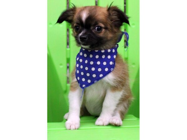 Chihuahua-DOG-Female-Long Hair - Dark Sable-16356-Petland Wichita, Kansas