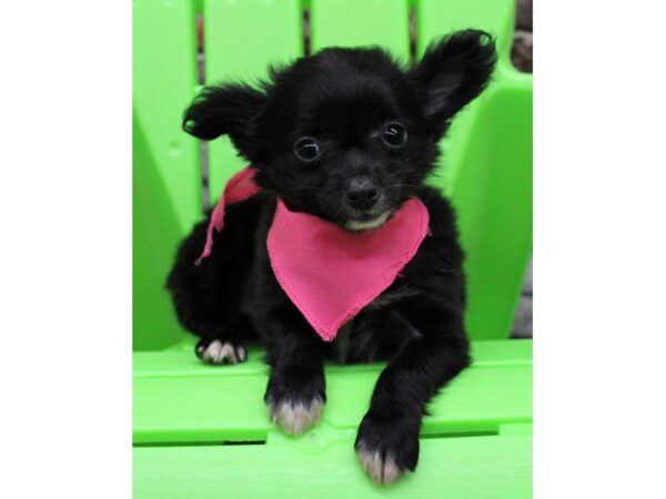 Chihuahua DOG Female Long Hair - Black & White 16354 Petland Wichita, Kansas