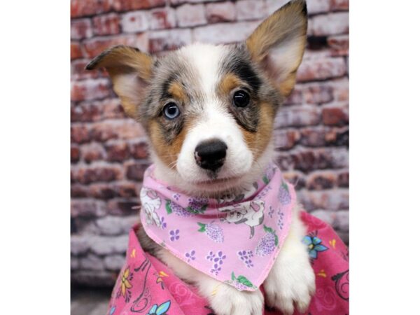 Pembroke Welsh Corgi DOG Female Blue Merle - One Blue Eye 16352 Petland Wichita, Kansas