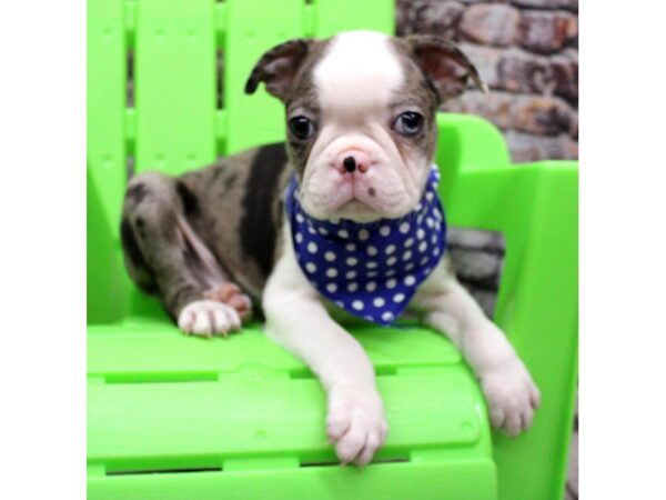 Boston Terrier DOG Male Blue Merle 16350 Petland Wichita, Kansas