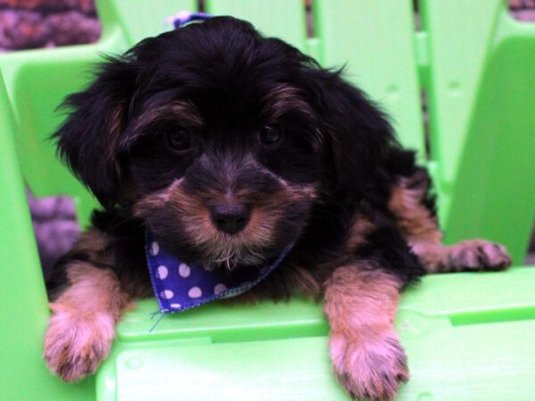 Toy YorkiePoo-DOG-Male-Black & Tan-16348-Petland Wichita, Kansas