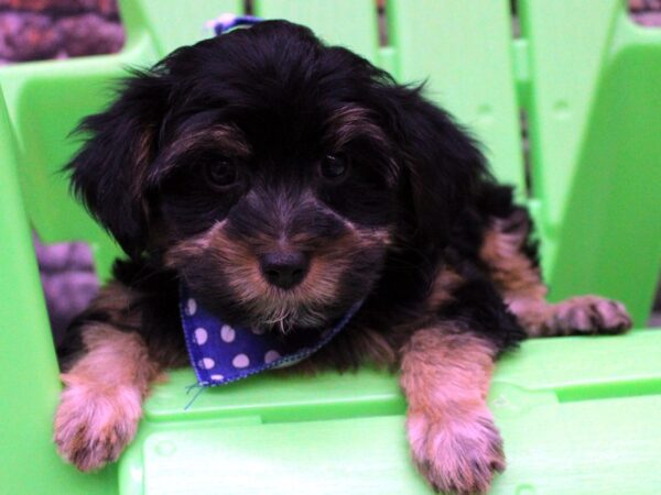 Toy YorkiePoo DOG Male Black & Tan 16348 Petland Wichita, Kansas