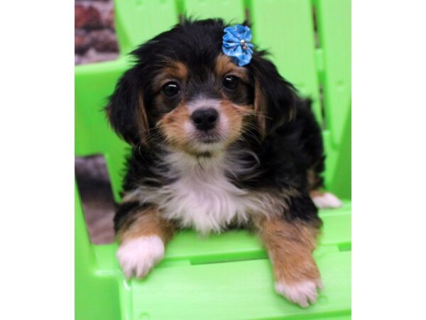 Toy YorkiePoo DOG Female Black Tri 16346 Petland Wichita, Kansas