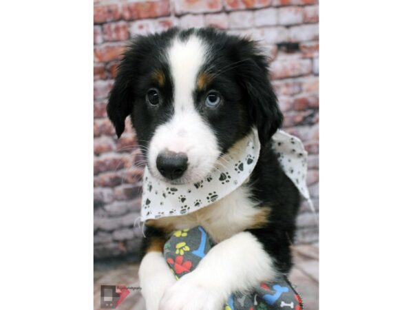 Miniature Australian Shepherd DOG Male Black Tri 16387 Petland Wichita, Kansas