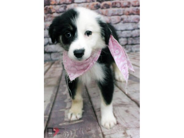 Miniature Australian Shepherd-DOG-Female-Black Tri - Half Mask-16386-Petland Wichita, Kansas