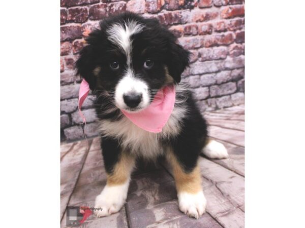 Miniature Australian Shepherd DOG Female Black Tri 16385 Petland Wichita, Kansas