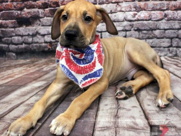 Great Dane DOG Male Fawn 16384 Petland Wichita, Kansas