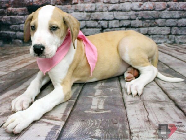 Great Dane DOG Female Fawn Merle Mantle 16383 Petland Wichita, Kansas