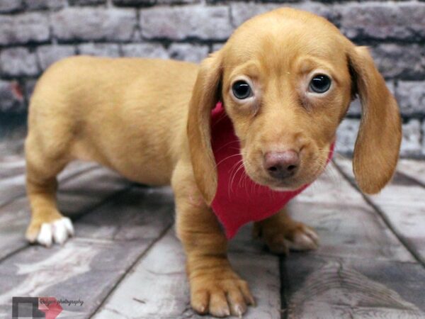 Miniature Dachshund DOG Female Cream 16382 Petland Wichita, Kansas