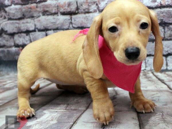 Miniature Dachshund DOG Female Cream 16381 Petland Wichita, Kansas