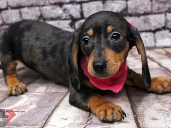 Miniature Dachshund DOG Female Silver Dapple 16380 Petland Wichita, Kansas