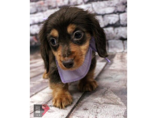 Miniature Dachshund DOG Female Red & Rust 16379 Petland Wichita, Kansas