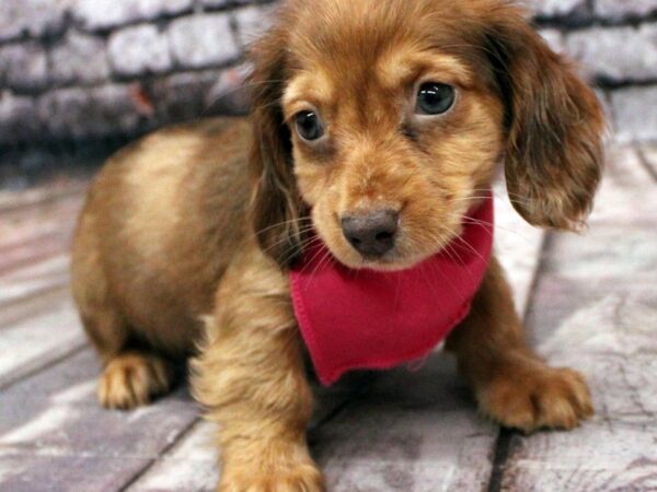 Miniature Dachshund DOG Female Red Dapple 16378 Petland Wichita, Kansas