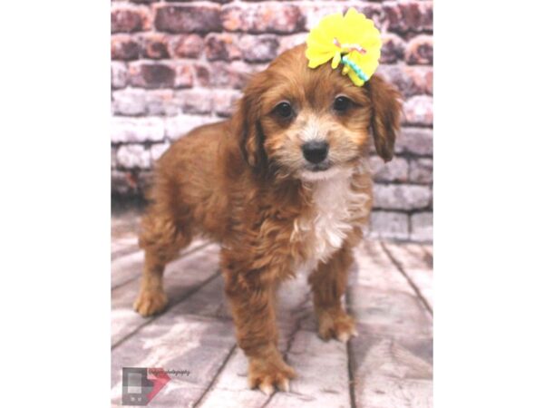 Cock A Poo 2nd Gen-DOG-Female-Red-16377-Petland Wichita, Kansas