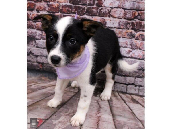 Border Heeler-DOG-Female-Black Tri-16374-Petland Wichita, Kansas