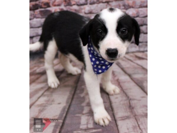 Border Heeler DOG Male Black & White 16373 Petland Wichita, Kansas