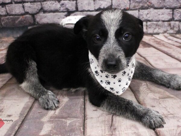 Border Heeler DOG Male Black & Blue Tick Tuxedo 16372 Petland Wichita, Kansas