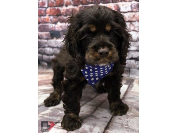 Cocker Spaniel DOG Male Chocolate & Rust 16376 Petland Wichita, Kansas