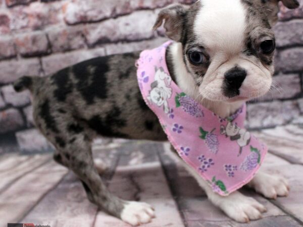 Boston Terrier DOG Female Blue Merle 16371 Petland Wichita, Kansas