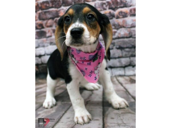 Beagle-DOG-Female-Black Tri-16370-Petland Wichita, Kansas