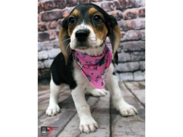 Beagle DOG Female Black Tri 16370 Petland Wichita, Kansas