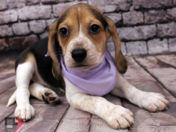 Beagle-DOG-Female-Black Tri-16369-Petland Wichita, Kansas