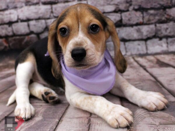 Beagle DOG Female Black Tri 16369 Petland Wichita, Kansas