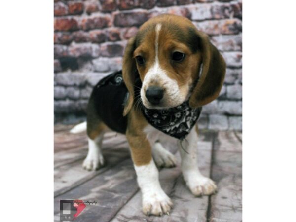 Beagle DOG Male Black Tri 16368 Petland Wichita, Kansas