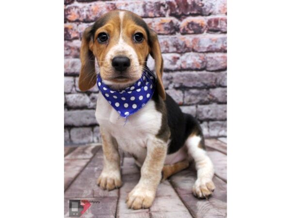 Beagle DOG Male Black Tri 16367 Petland Wichita, Kansas