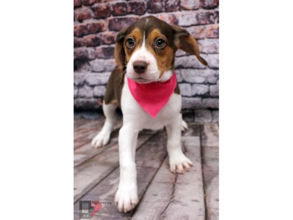 Beagle-DOG-Female-Chocolate Tri-16366-Petland Wichita, Kansas
