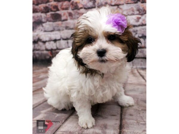 Shih Poo DOG Female Red & White 16365 Petland Wichita, Kansas