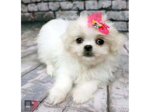 Peketese-DOG-Female-Cream-16397-Petland Wichita, Kansas