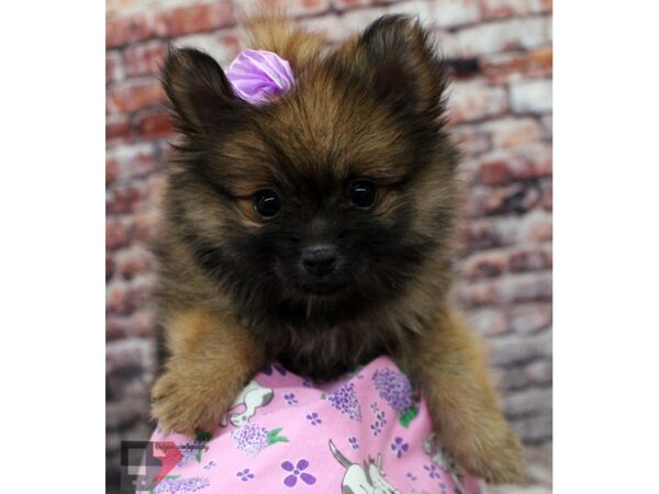 Pomeranian DOG Female Dark Sable 16391 Petland Wichita, Kansas