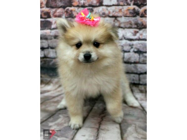 Pomeranian DOG Female Light  Sable 16390 Petland Wichita, Kansas