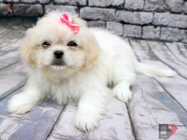 Peketese-DOG-Female-Cream-16396-Petland Wichita, Kansas