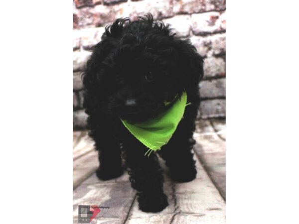 Toy YorkiePoo-DOG-Male-Black-16410-Petland Wichita, Kansas