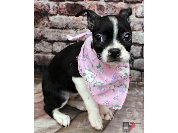 Boston Terrier DOG Female Black & White 16409 Petland Wichita, Kansas