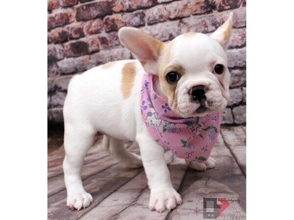 French Bulldog DOG Female White & Cream Piebald 16407 Petland Wichita, Kansas