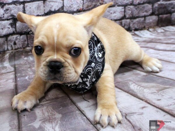 French Bulldog-DOG-Male-Cream-16406-Petland Wichita, Kansas